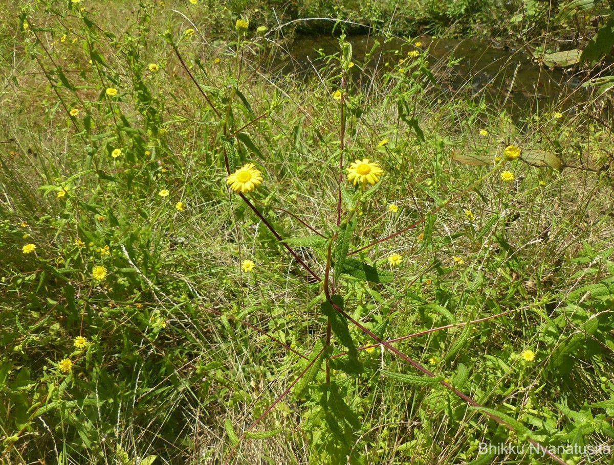 Vicoa indica (L.) DC.